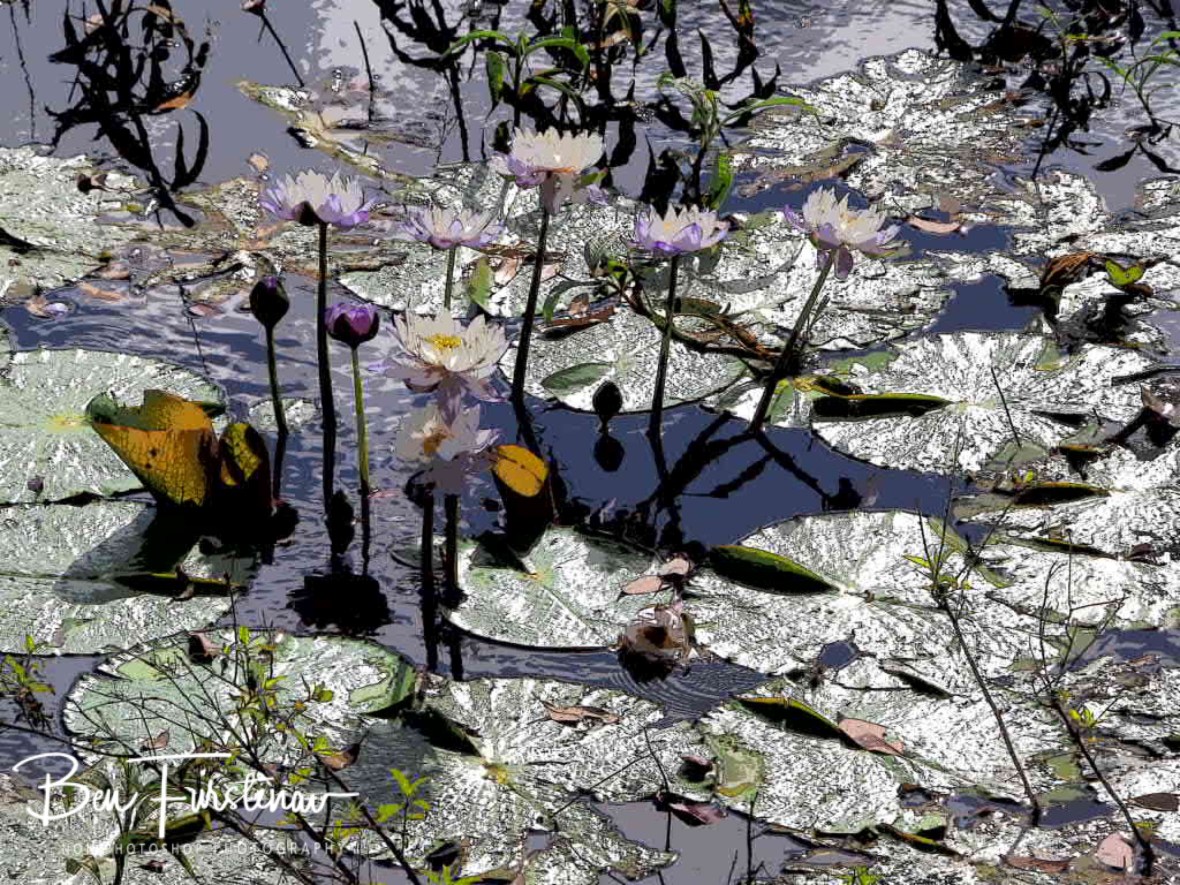 Natural reflections at Atherton Tablelands, Far North Queensland, Australia