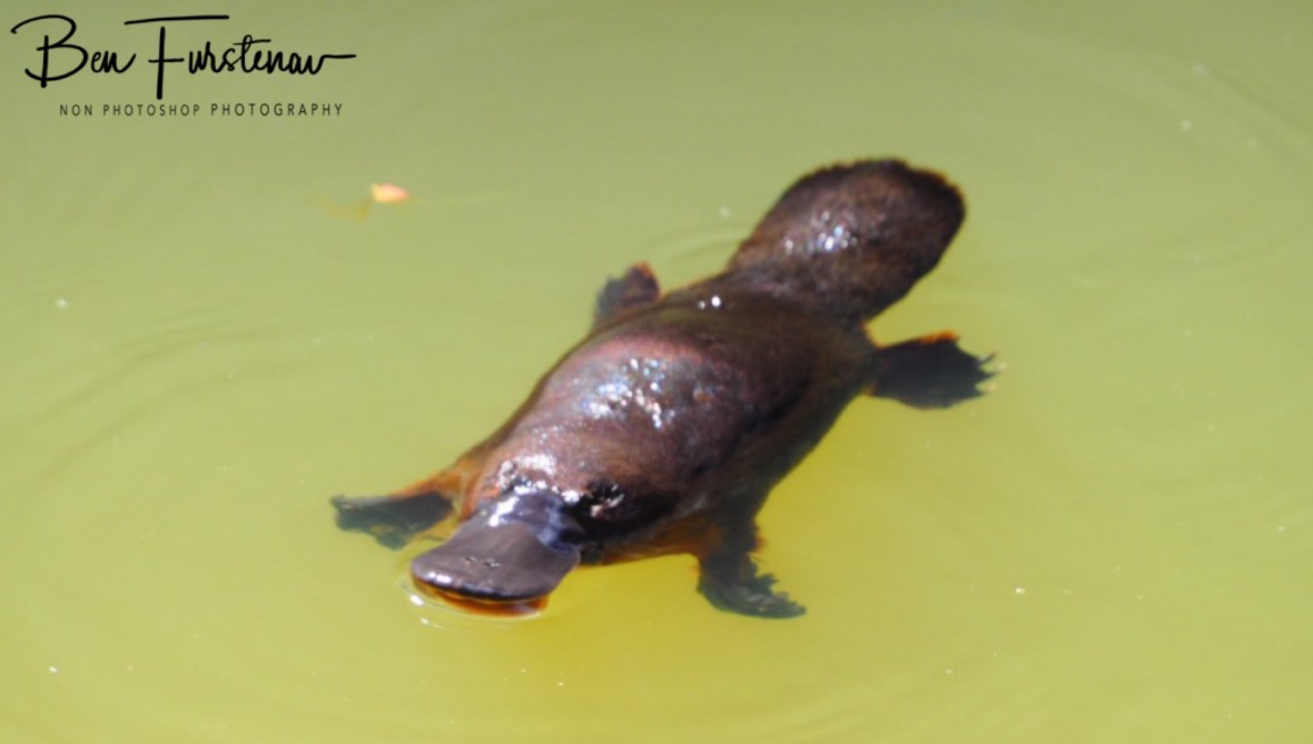 And there he was, Atherton Tablelands, Far North Queensland, Australia 