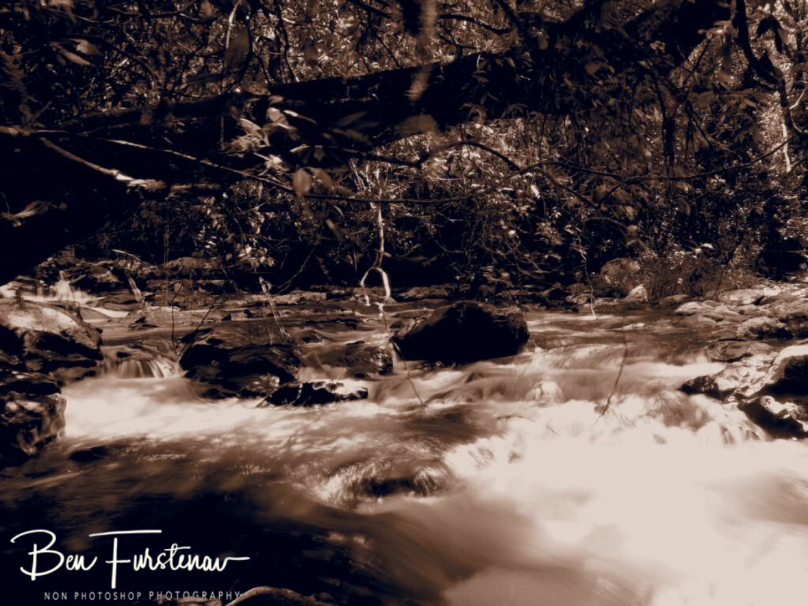 Jungle view in sepia at Atherton Tablelands, Far North Queensland, Australia 
