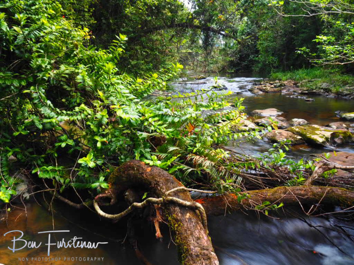 Wherever there is space to grow at Atherton Tablelands, Far North Queensland, Australia 