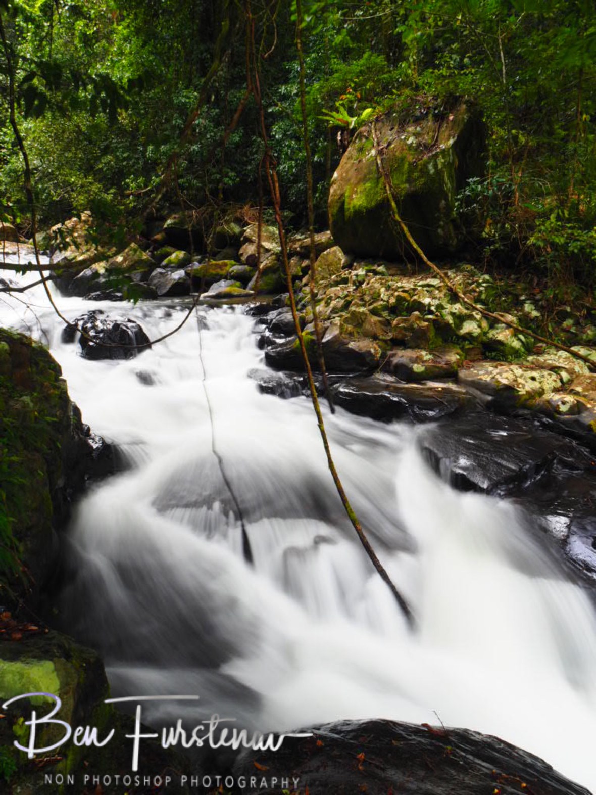 Areal floral display  at Atherton Tablelands, Far North Queensland, Australia 