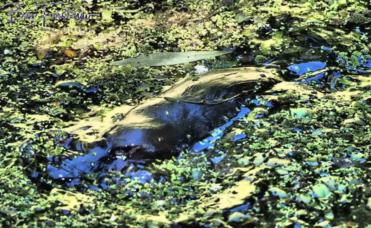 Fashionable at Paterson Creek, Yungaburra, Atherton Tablelands, Far North Queensland, Australia 