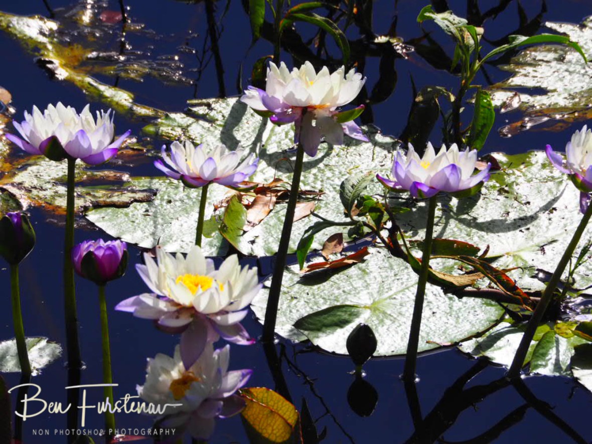 Colourful combination at Atherton Tablelands, Far North Queensland, Australia