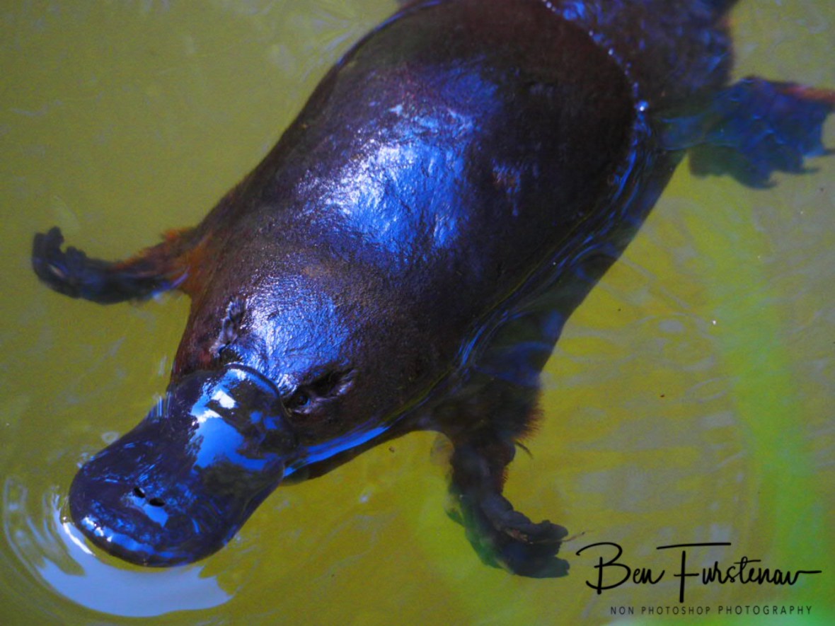Close encounters at Paterson Creek, Yungaburra, Atherton Tablelands, Far North Queensland, Australia