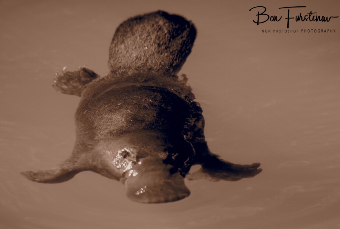 Platypus in sepia at Yungaburra, Atherton Tablelands, Far North Queensland, Australia 