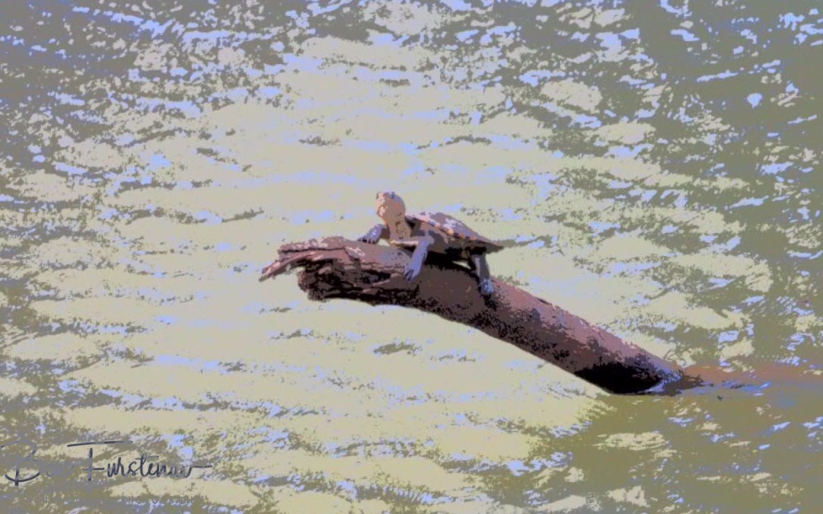 Should I stay or should I go now?, Atherton Tablelands, Far North Queensland, Australia