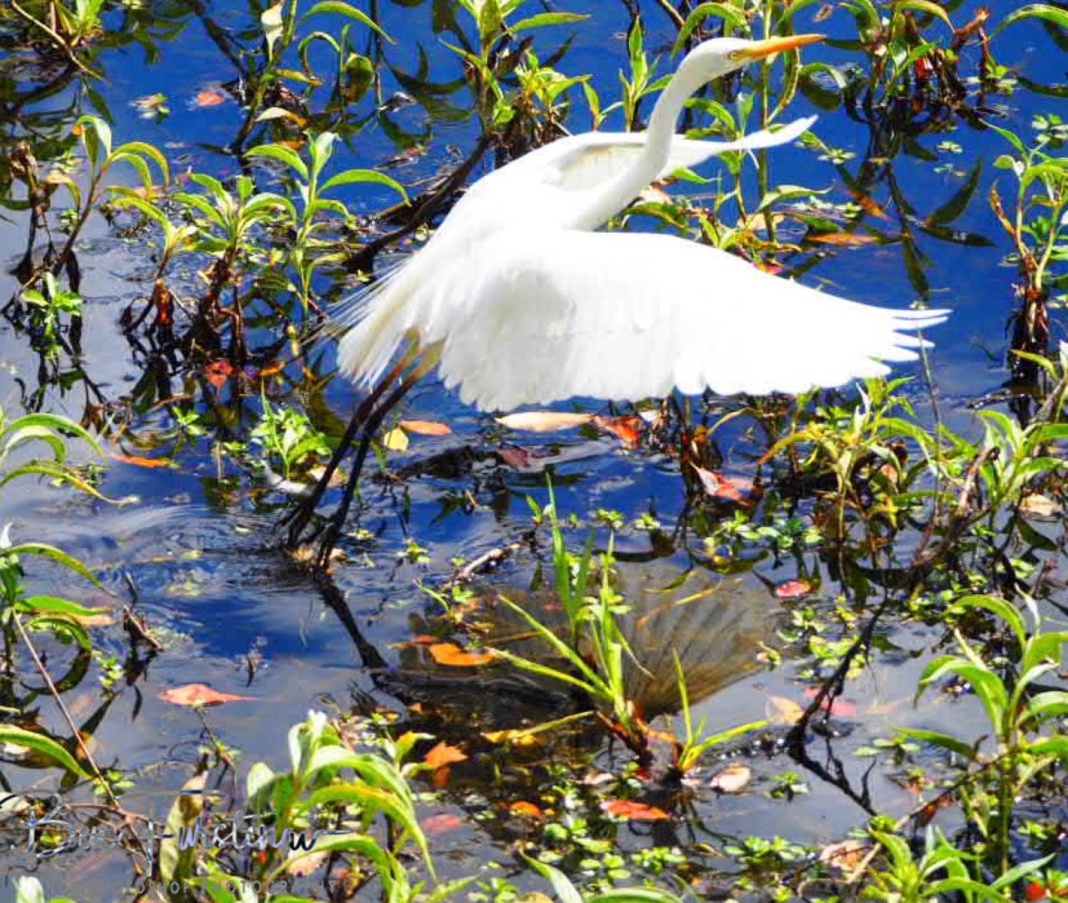Trying other hunting grounds at Atherton Tablelands, Far North Queensland, Australia