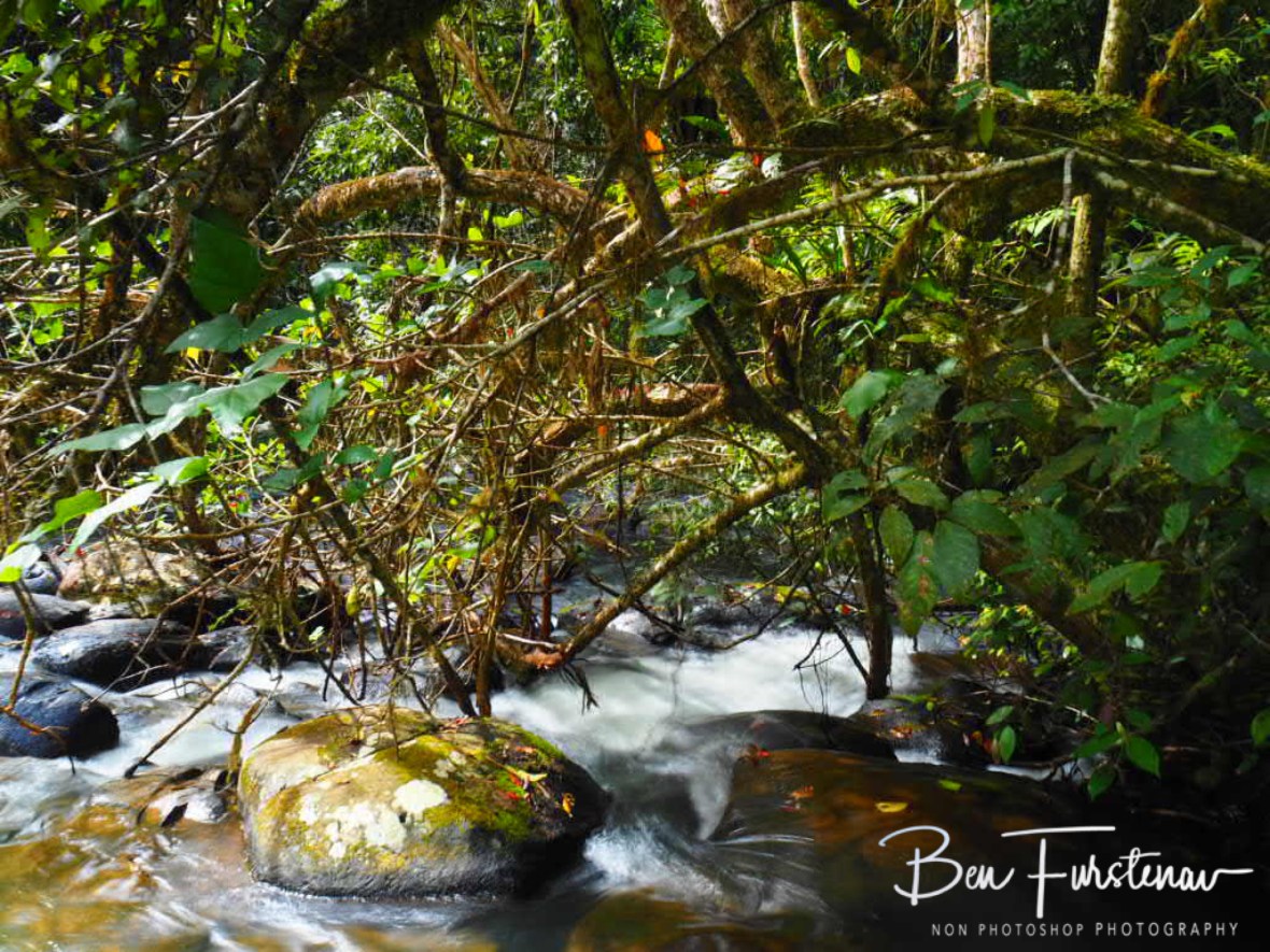 Naturally evolved at Atherton Tablelands, Far North Queensland, Australia 