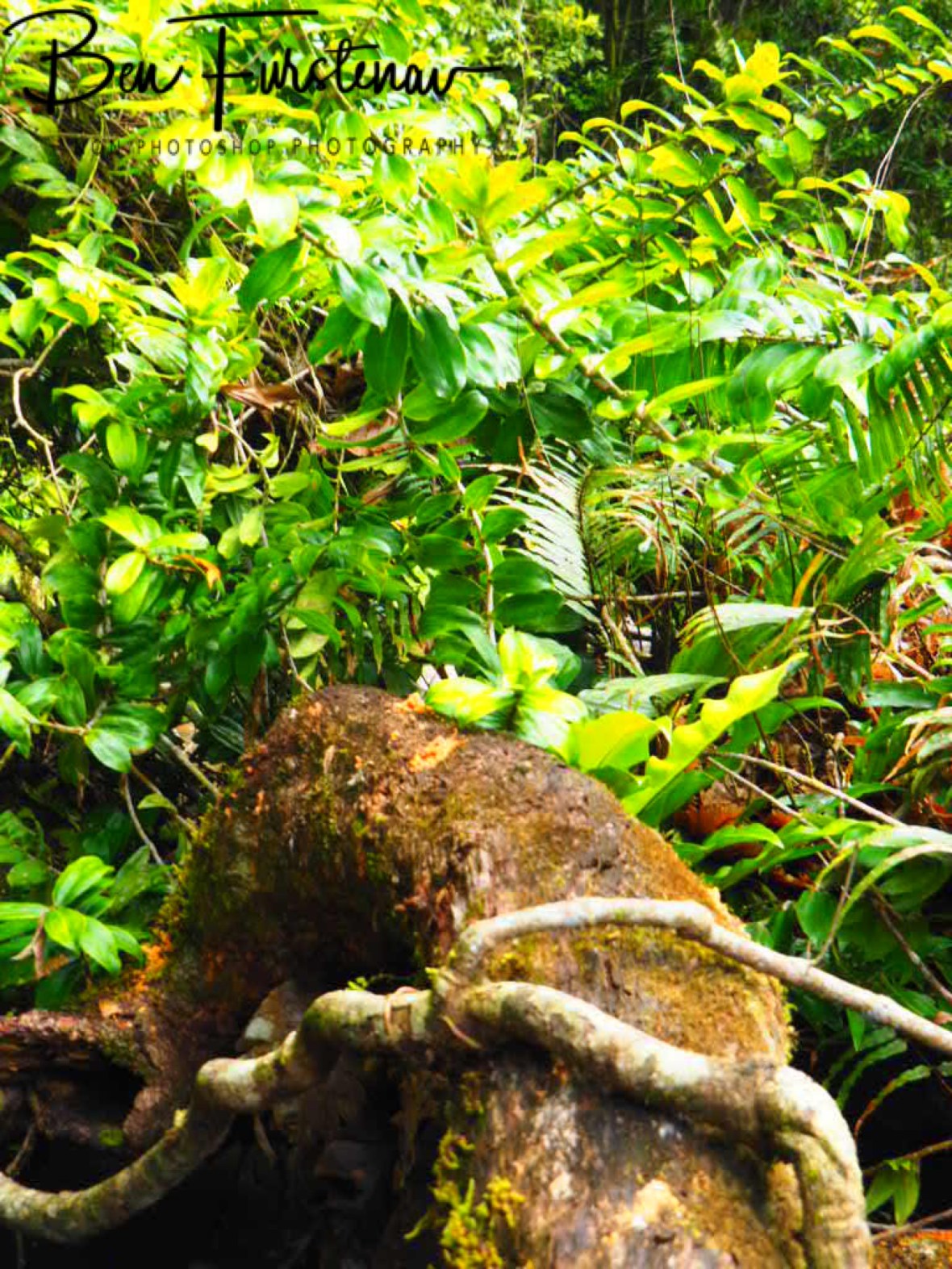 Floral display near Tully Gorge, Atherton Tablelands, Far North Queensland, Australia