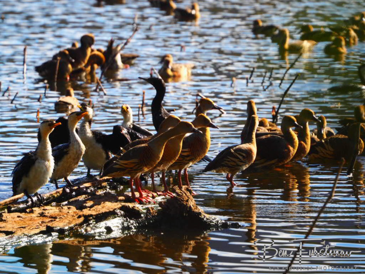 Swamped with ducks at Atherton Tablelands, Far North Queensland, Australia