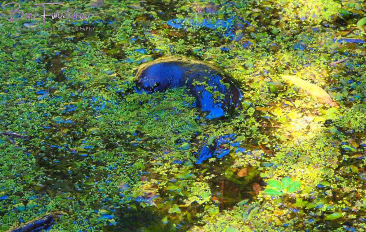 Round and round we go at Yungaburra, Atherton Tablelands, Far North Queensland, Australia 