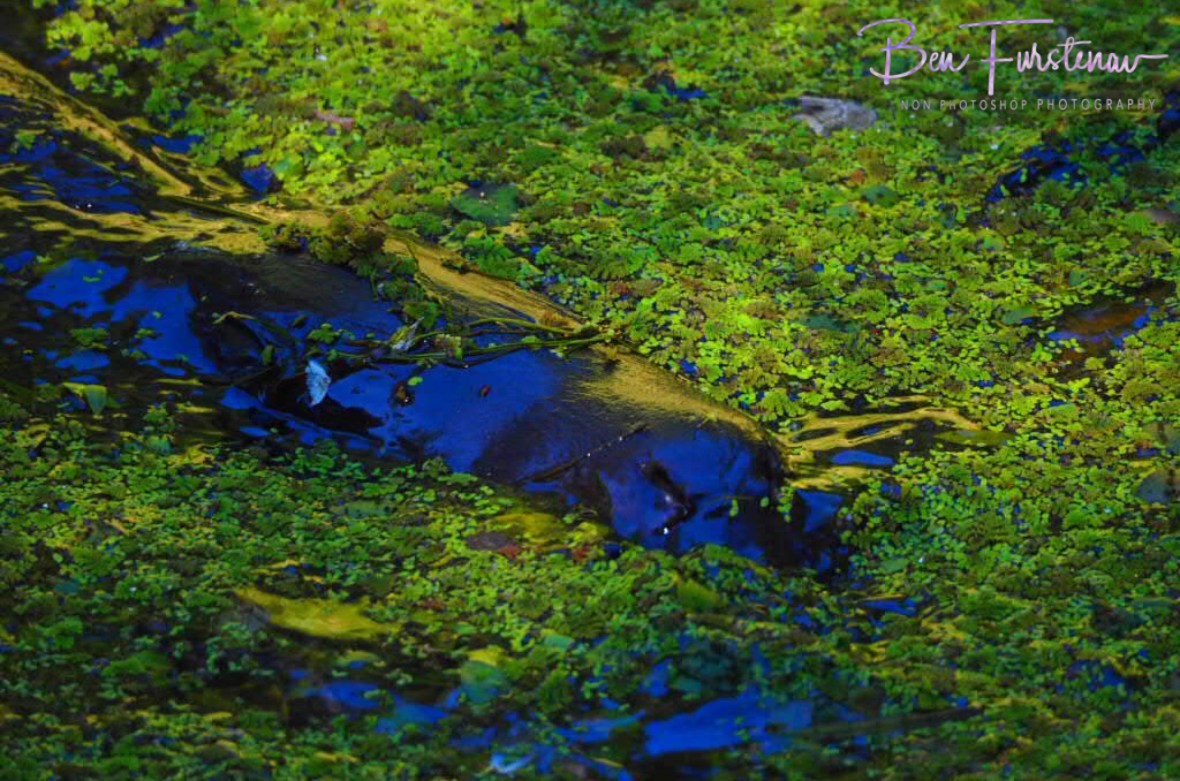 Duckbill lawnmower at Atherton Tablelands, Far North Queensland, Australia 