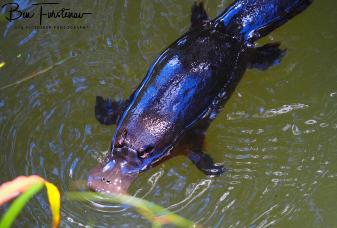 Platypus visit at Yungaburra, Atherton Tablelands, Far North Queensland, Australia