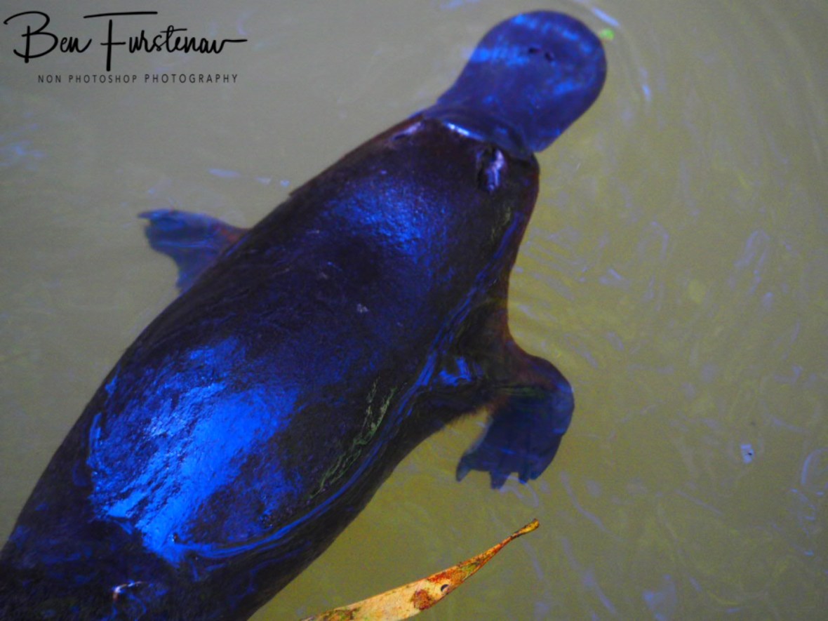 El vigilantes, Atherton Tablelands, Far North Queensland, Australia 