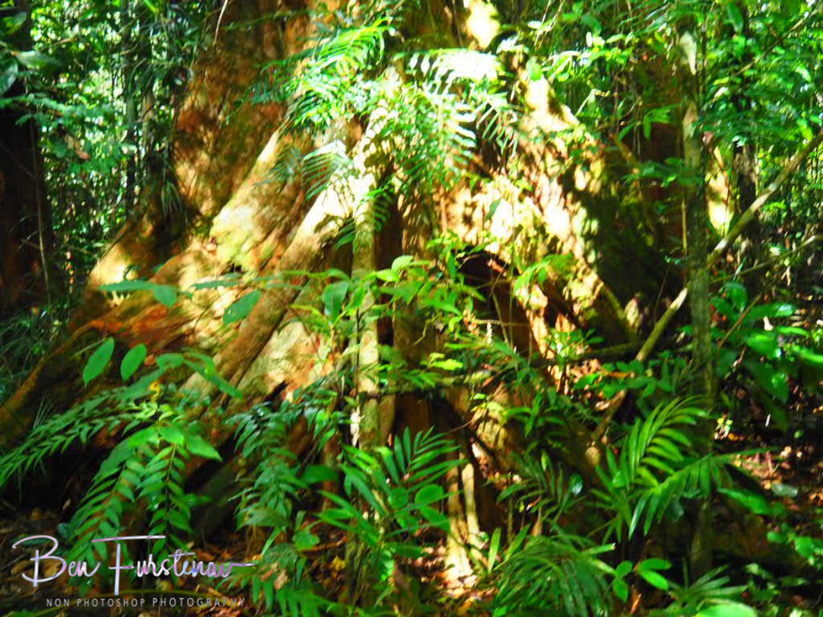Scrubby jail at Atherton Tablelands, Far North Queensland, Australia 