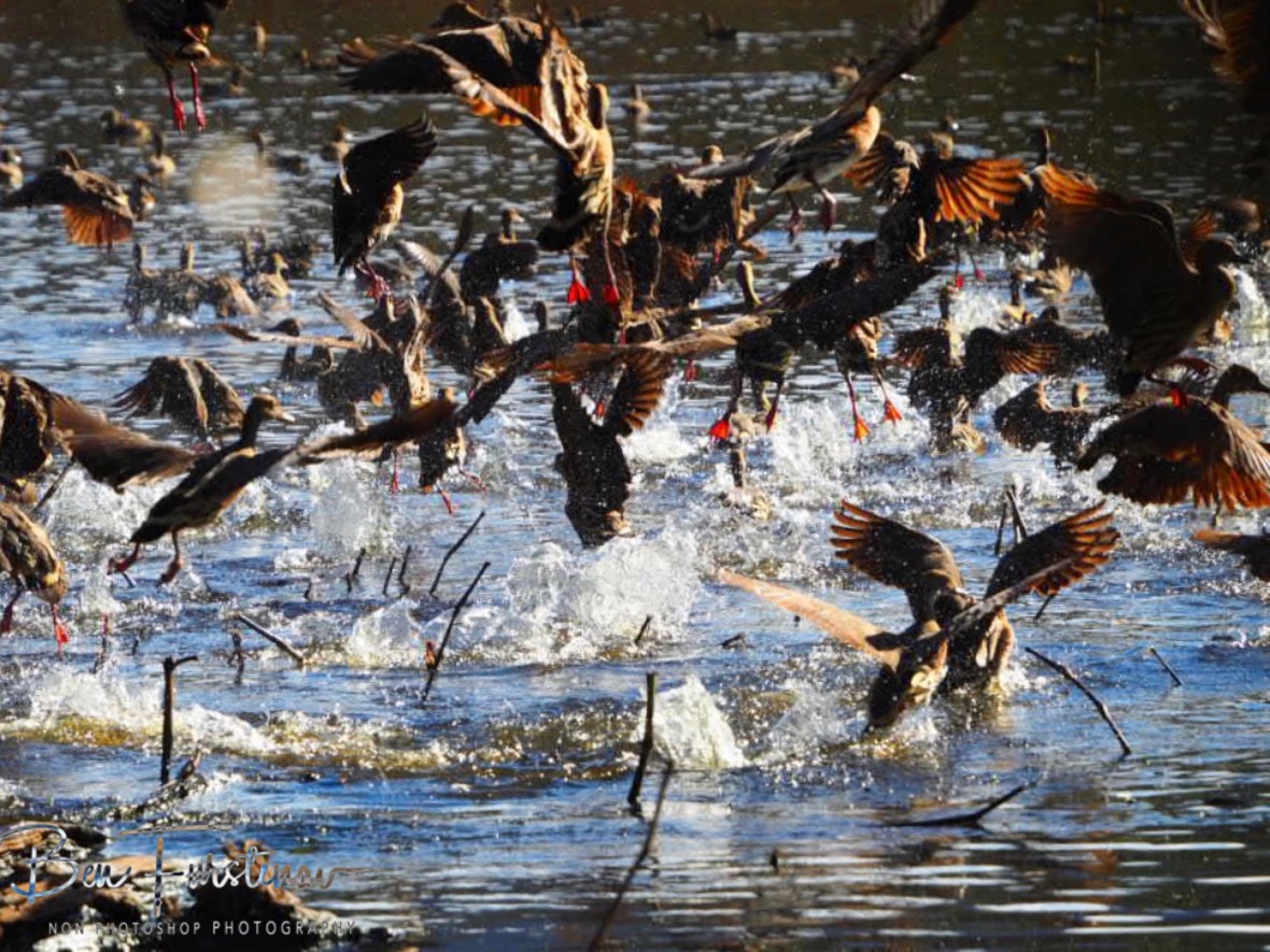 Another fluttering escape at Hasties Swamp, Atherton Tablelands, Far North Queensland, Australia