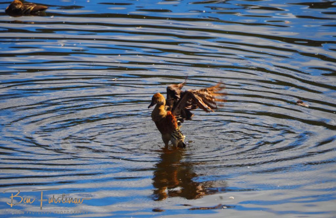 Duck stretch at Hasties Swamp, Atherton Tablelands, Far North Queensland, Australia
