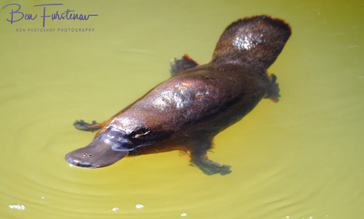 A little clumsy on the surface, Atherton Tablelands, Far North Queensland, Australia 