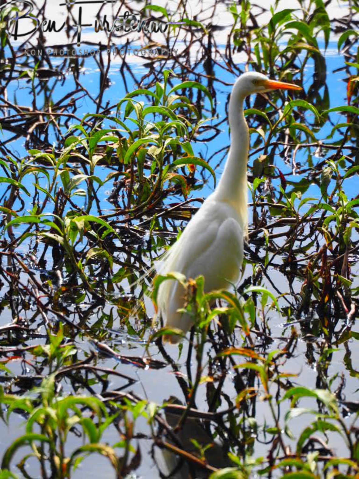 A reed stalker at Atherton Tablelands, Far North Queensland, Australia