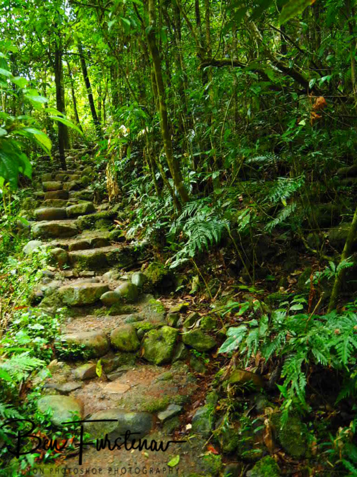 Natural hiking trail at Atherton Tablelands, Far North Queensland, Australia 