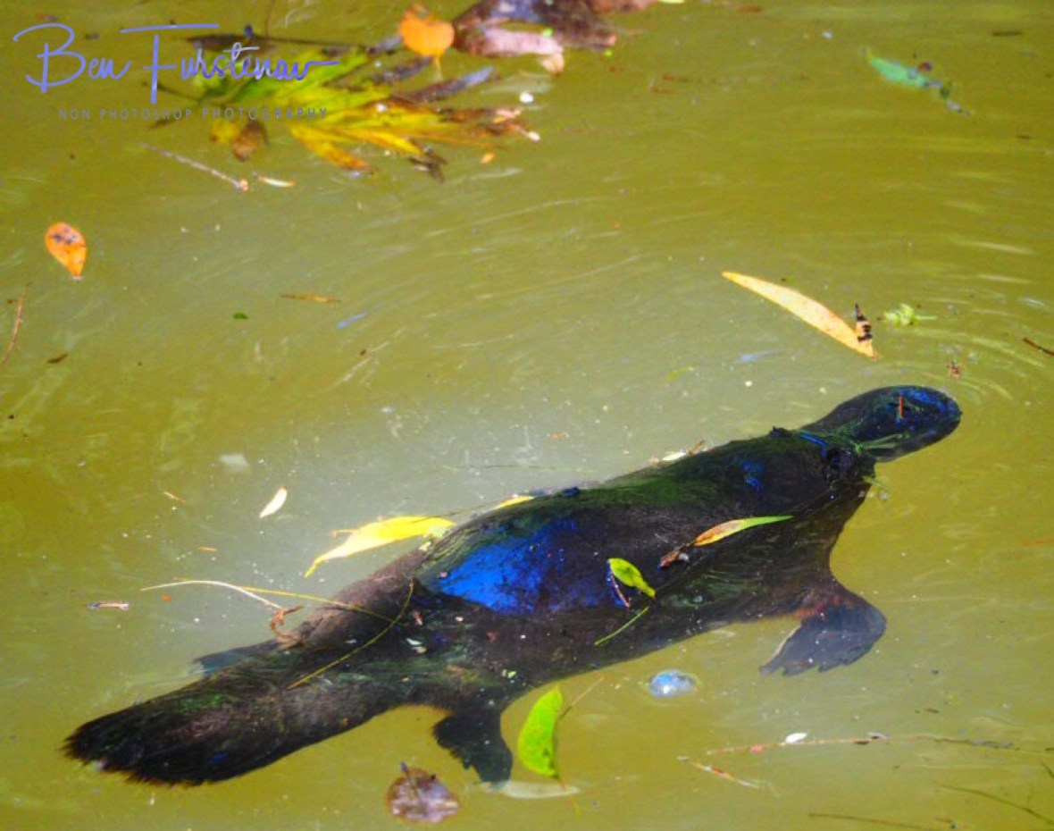 Wash-off at Paterson Creek, Yungaburra, Atherton Tablelands, Far North Queensland, Australia 