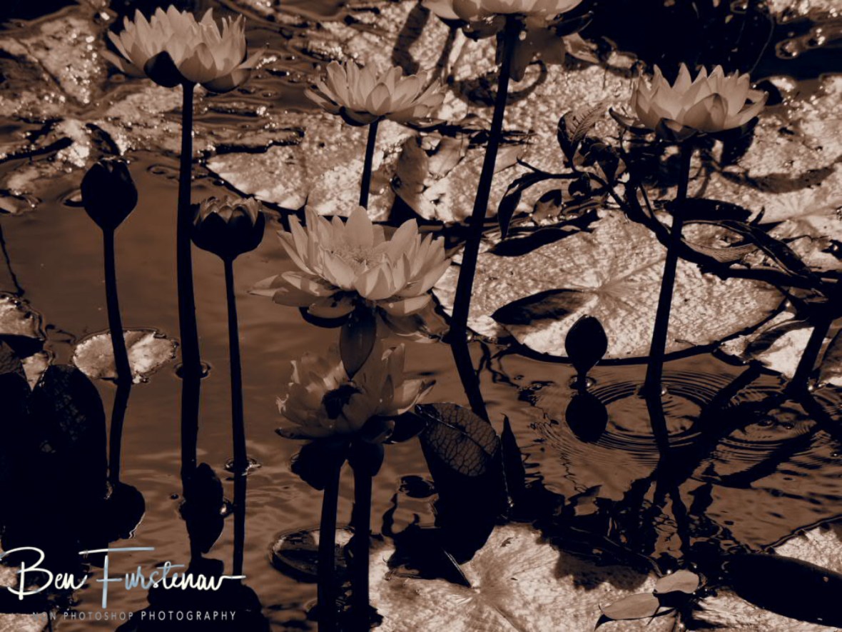 Water Lilies in sepia at Atherton Tablelands, Far North Queensland, Australia