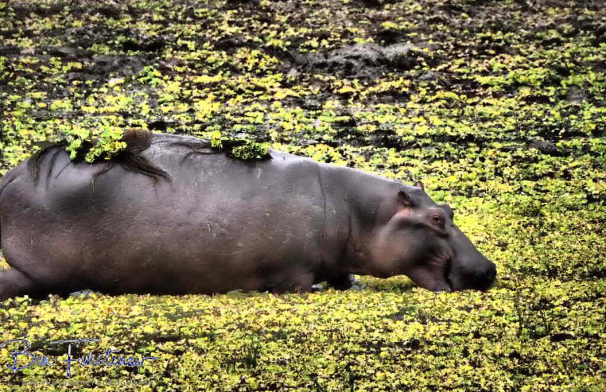 African fashion parade at South Luangwa National Park, Zambia 