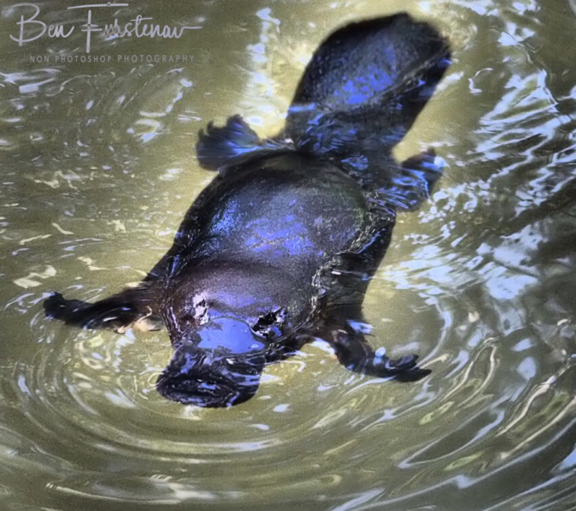 On a mission around Paterson  Creek in Yungaburra, Atherton Tablelands, Far North Queensland, Australia 