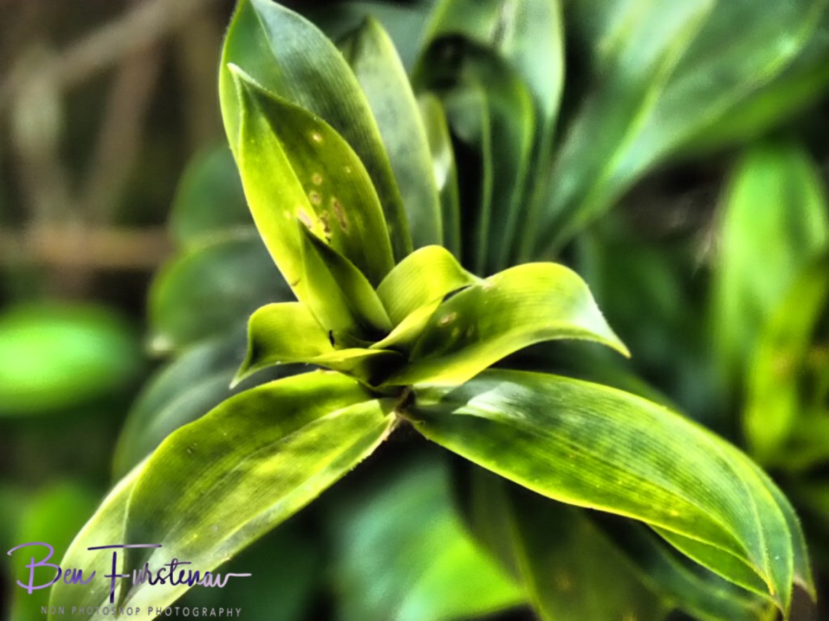 Natural mosaic at Atherton Tablelands, Far North Queensland, Australia 