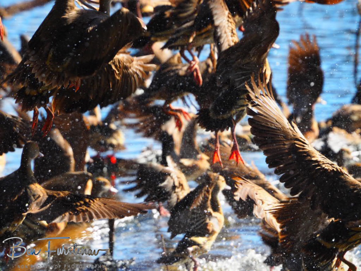 Intruders! Hasties Swamp, Atherton Tablelands, Far North Queensland, Australia