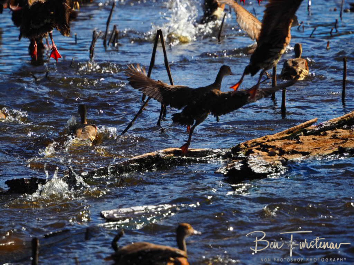 Take of runway at Hasties Swamp, Atherton Tablelands, Far North Queensland, Australia
