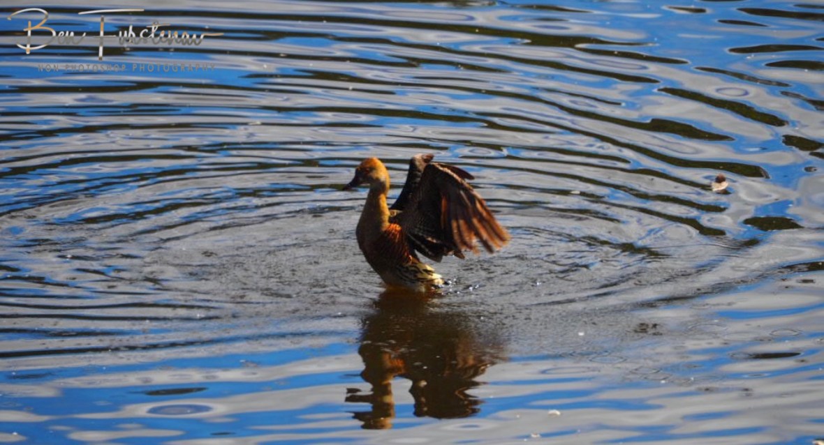 Rippled reflections at Hasties Swamp, Atherton Tablelands, Far North Queensland, Australia