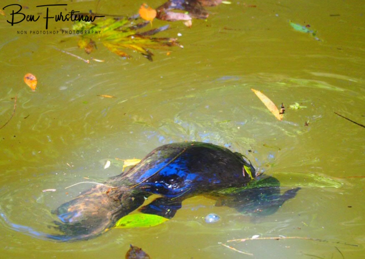 Show and go at Yungaburra, Atherton Tablelands, Far North Queensland, Australia 