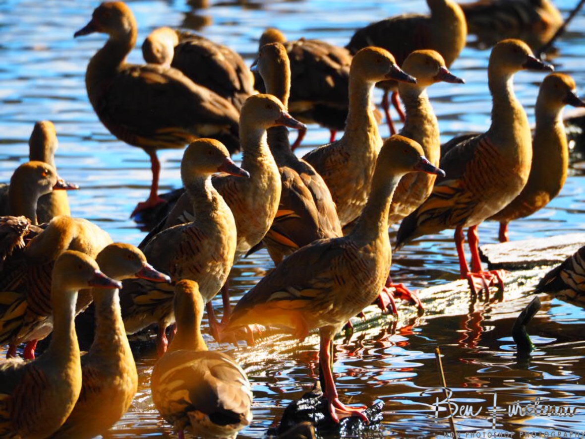 Calm before the storm at Hasties Swamp, Atherton Tablelands, Far North Queensland, Australia