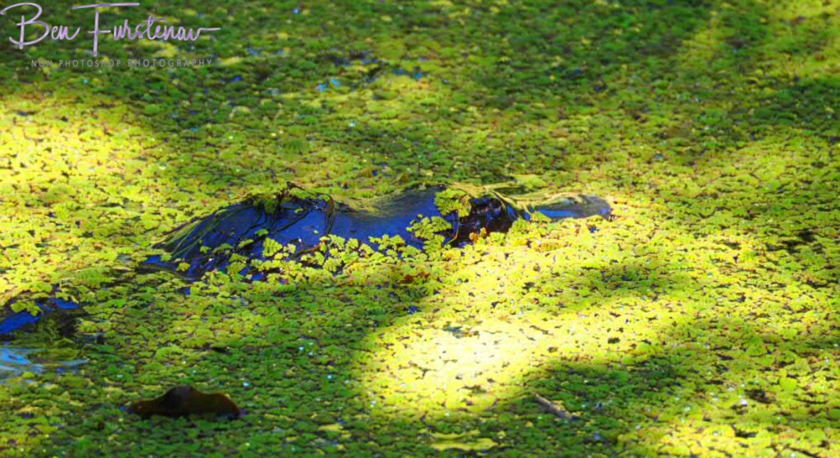 Platypus on the prowl at Paterson Creek, Yungaburra, Atherton Tablelands, Far North Queensland, Australia 