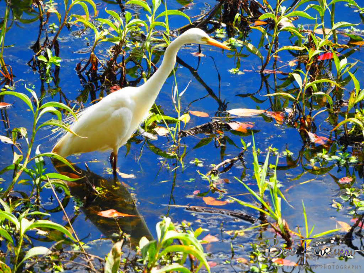 Zooming in on his prey at Atherton Tablelands, Far North Queensland, Australia