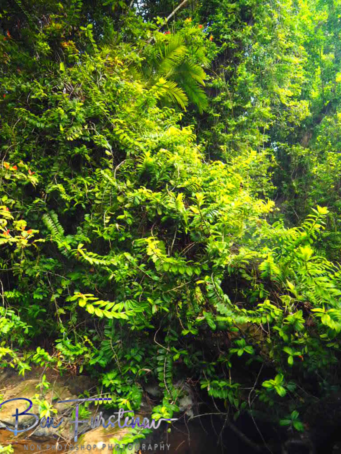 Flourishing flora at Atherton Tablelands, Far North Queensland, Australia 