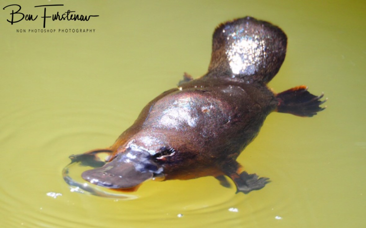 Platypus hotspot at Yungaburra, Atherton Tablelands, Far North Queensland, Australia 