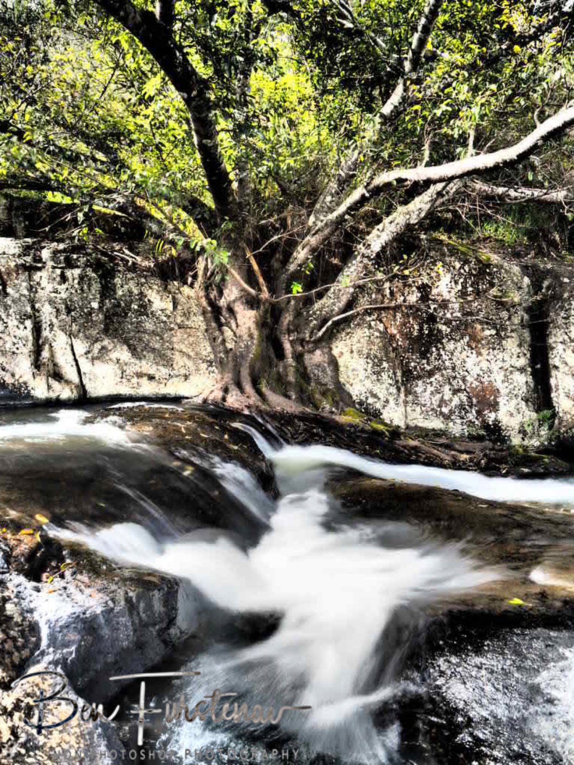 Nailed on granite, Atherton Tablelands, Far North Queensland, Australia