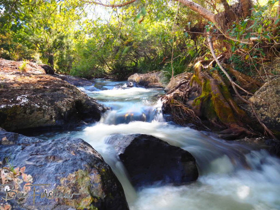 Wild Combination at Atherton Tablelands, Far North Queensland