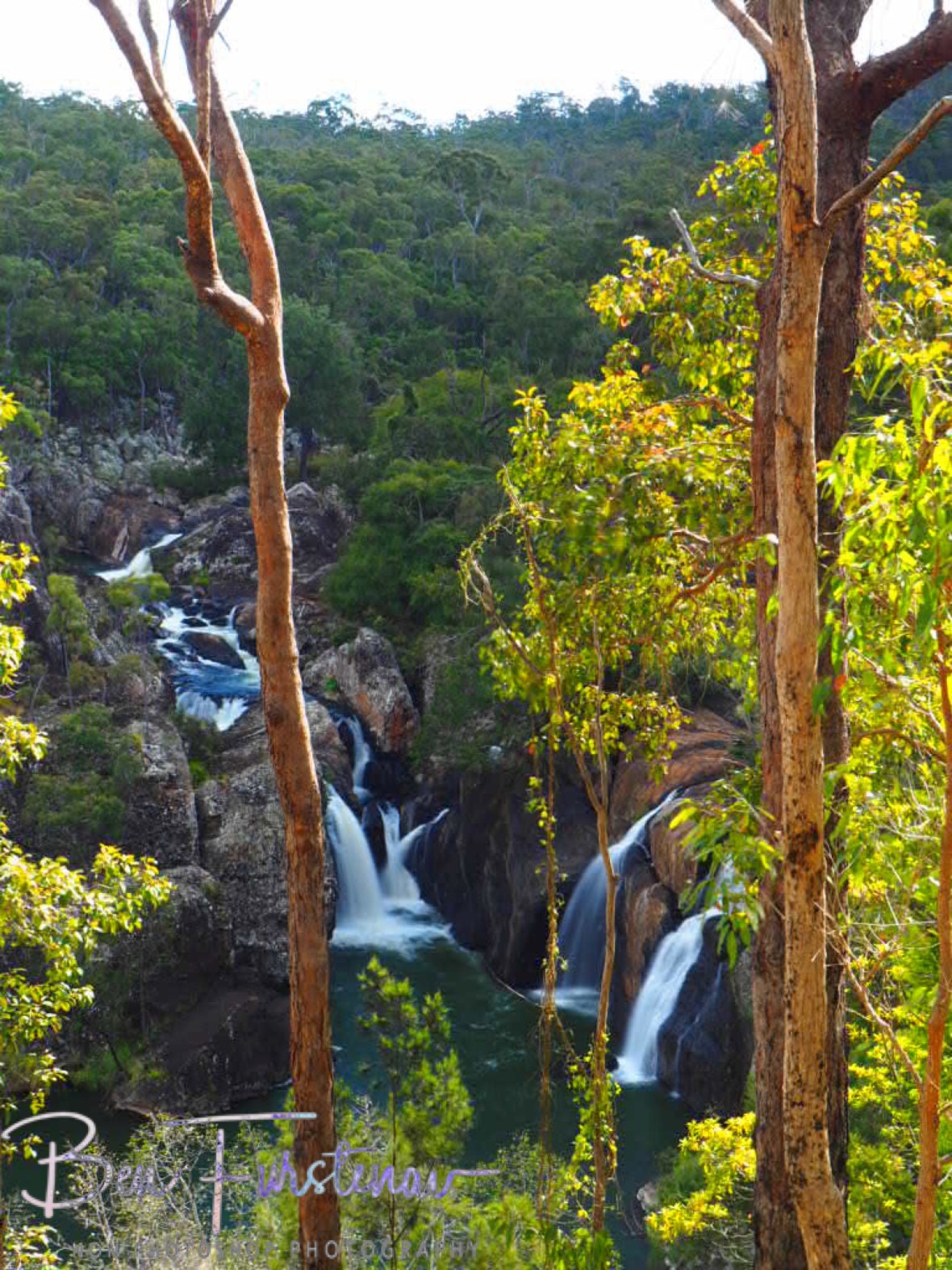Eucalyptus Forest Overview, Atherton Tablelands, Far North Queensland, Australia