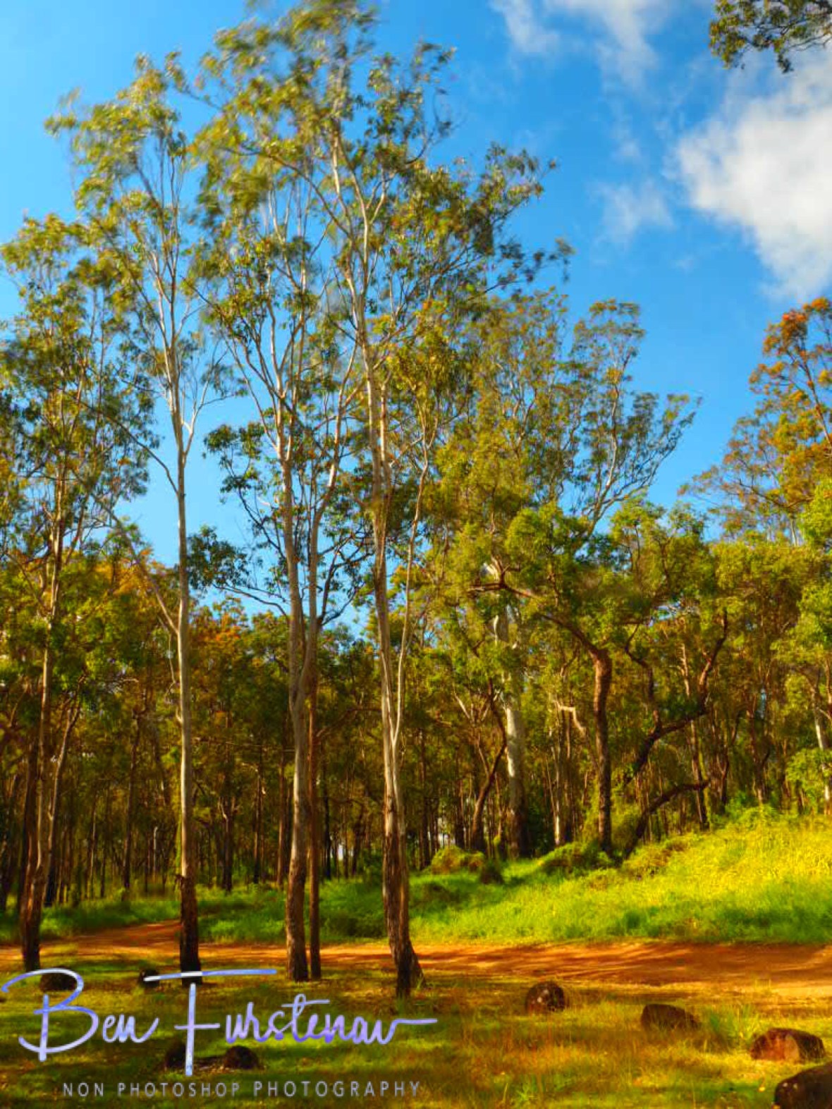 Eucalyptus at the carpark, Atherton Tablelands, Far North Queensland, Australia