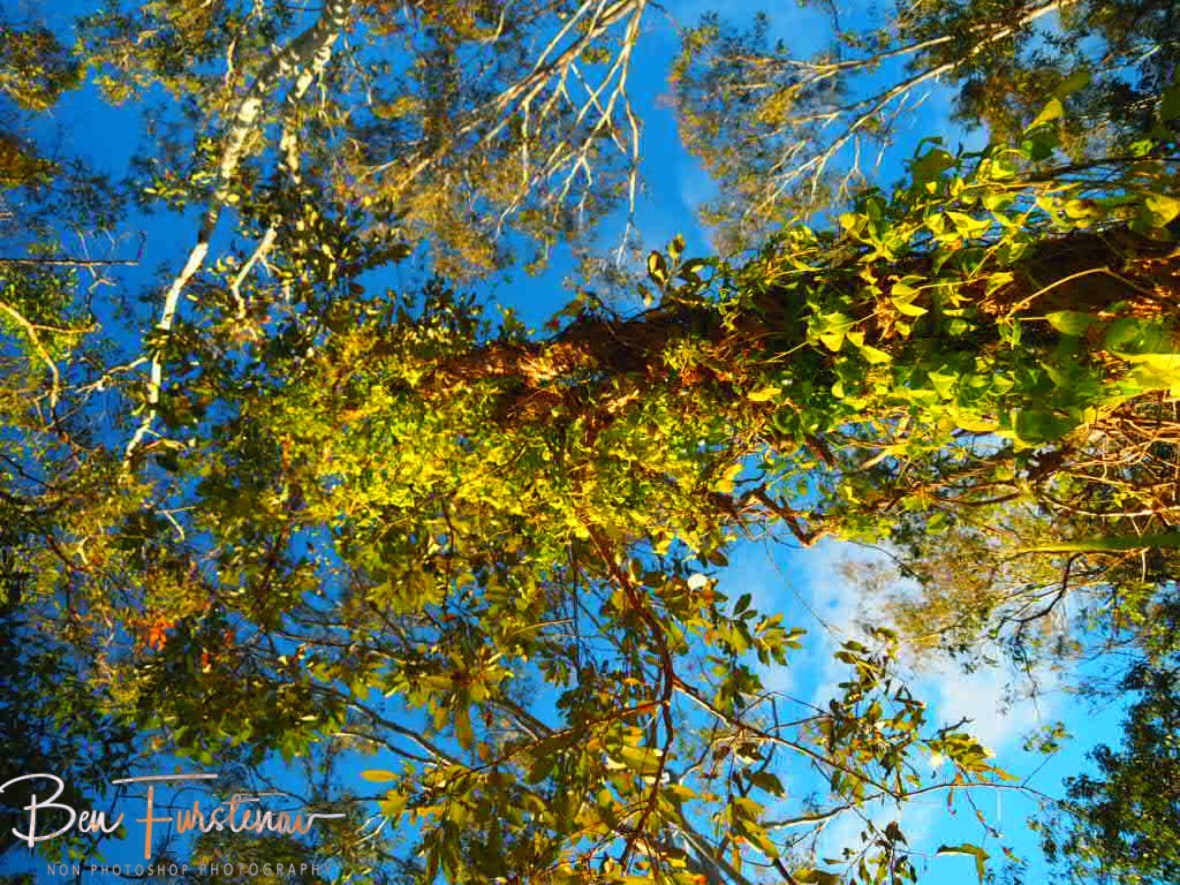 Blooming Vines, Atherton Tablelands, Far North Queensland, Australia