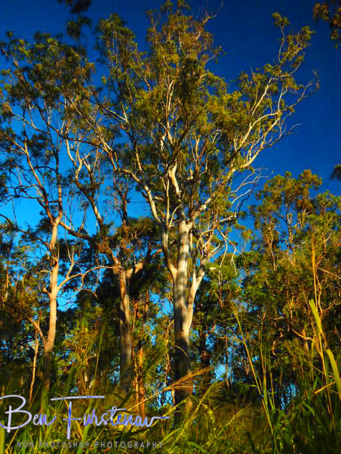 Rich in colours, Atherton Tablelands, Far North Queensland, Australia