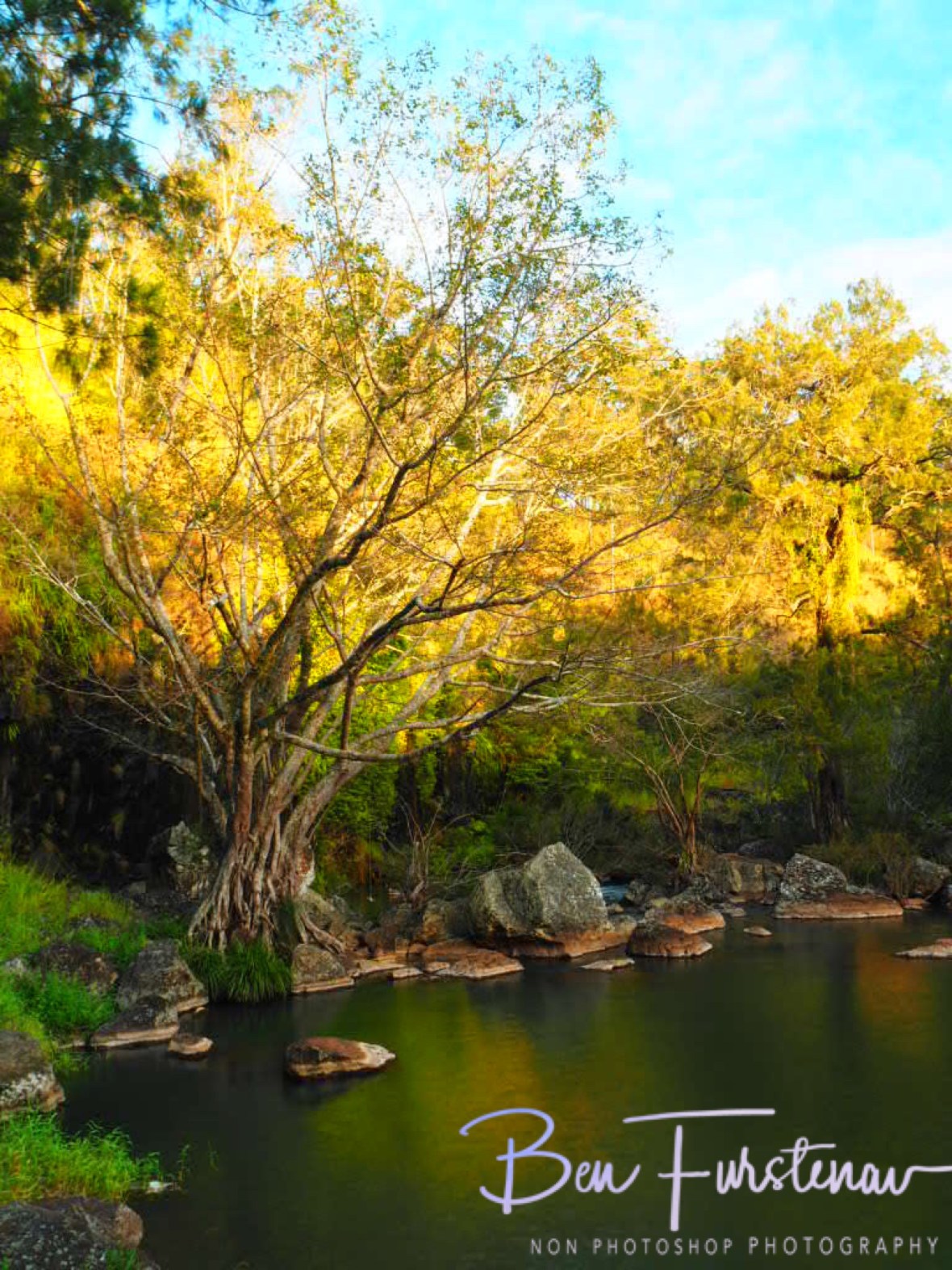 Golden colours with setting sun, Atherton Tablelands, Far North Queensland, Australia