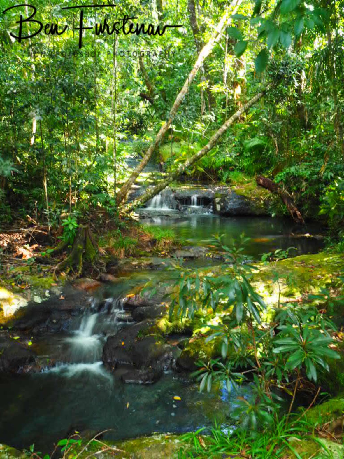 Full of life at Atherton Tablelands, Far North Queensland, Australia