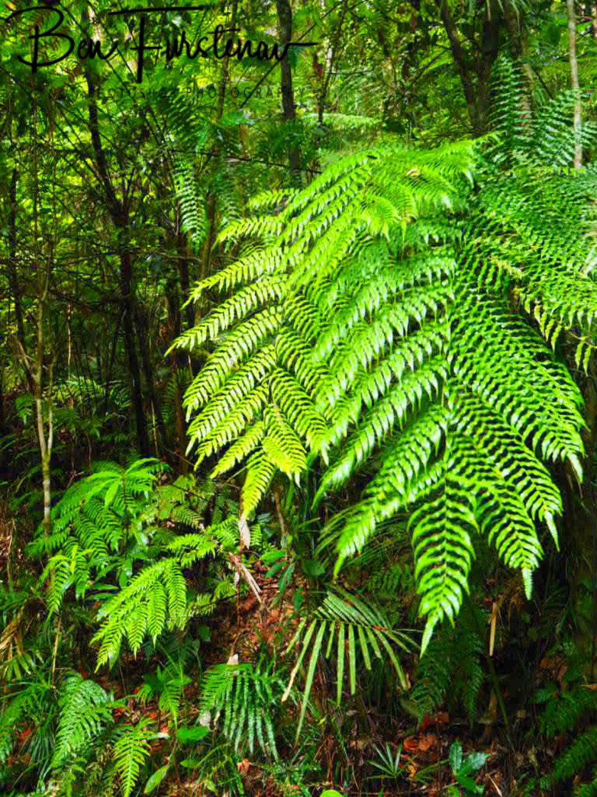 50 Shades of green at Atherton Tablelands, far North Queensland, Australia