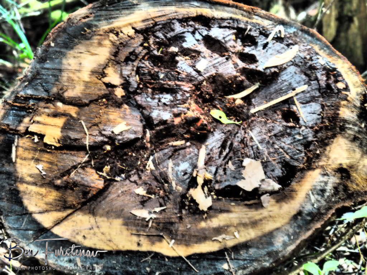 Wooden face painting at Atherton Tablelands, Far North Queensland, Australia