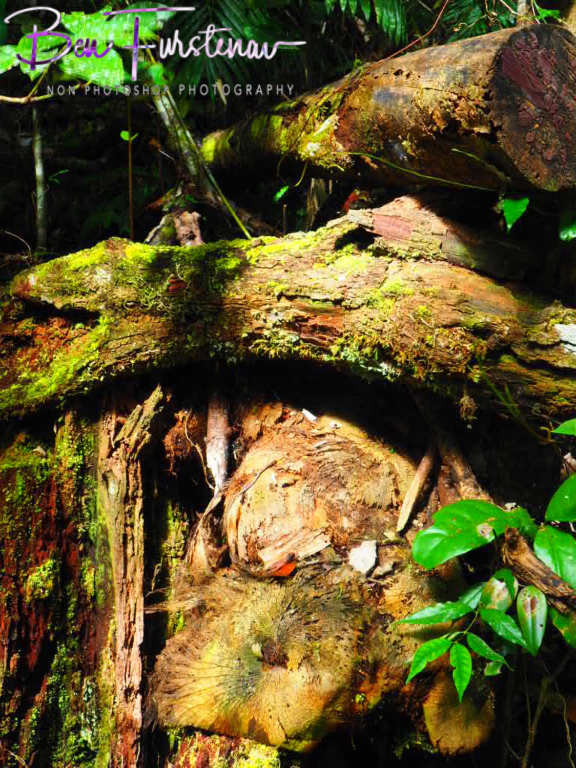 Moss covered logs at Atherton Tablelands, Far North Queensland, Australia