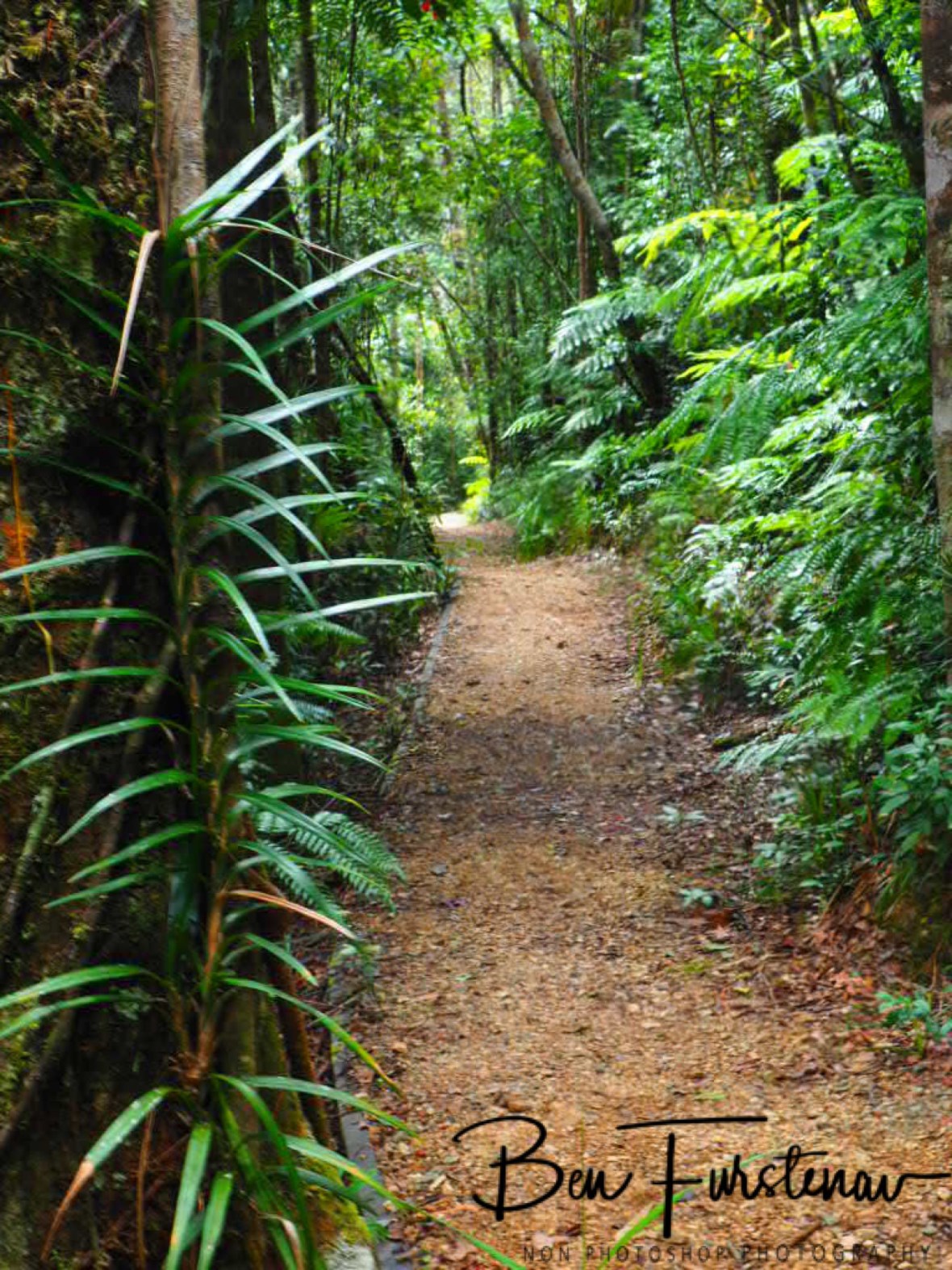 Well maintained hiking trail at Atherton Tablelands, Far North Queensland, Australia